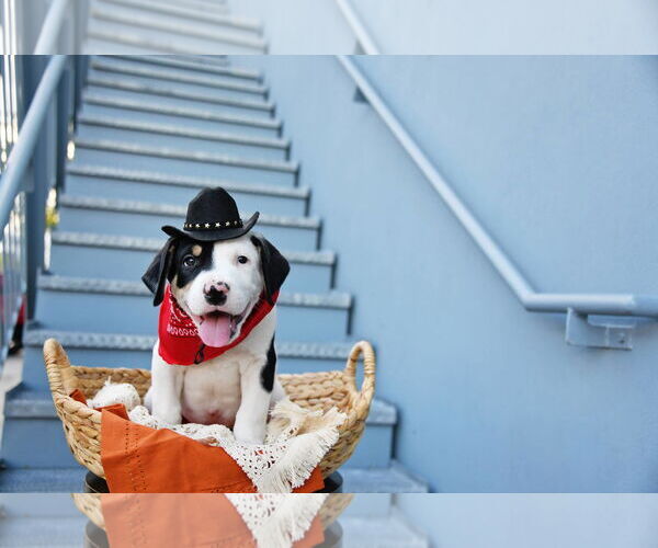 Medium Photo #11 American Pit Bull Terrier Puppy For Sale in Sandy, UT, USA