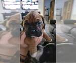 Small Photo #5 Boxer Puppy For Sale in GILBERT, SC, USA