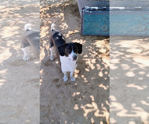 Medium Photo #2 Beagle-Unknown Mix Puppy For Sale in Apple Valley, CA, USA