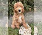 Small #4 Goldendoodle (Miniature)