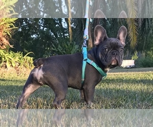 Mother of the French Bulldog puppies born on 06/07/2019
