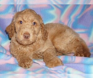 Miniature Labradoodle Puppy for sale in LA HABRA, CA, USA