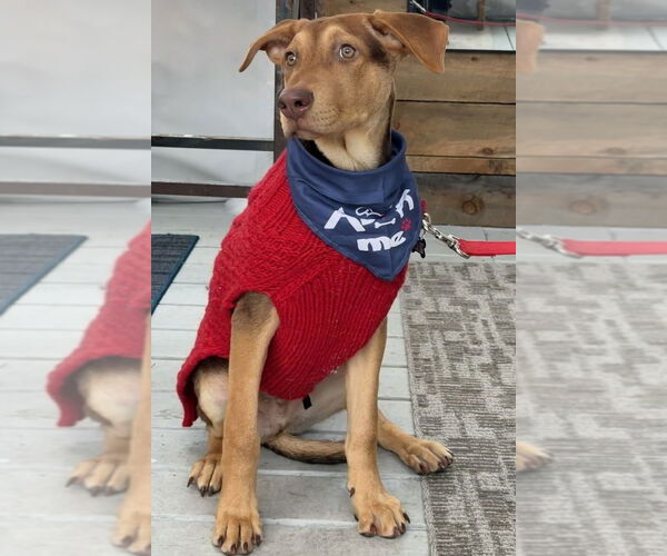 Medium Photo #6 Labrador Retriever-Unknown Mix Puppy For Sale in Oak Bluffs, MA, USA