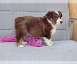 Small Photo #11 Miniature Australian Shepherd Puppy For Sale in O NEALS, CA, USA