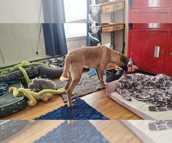 Medium Photo #11 German Shepherd Dog-Unknown Mix Puppy For Sale in Sebec, ME, USA