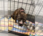 Small #1 Mutt