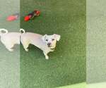 Small Poodle (Miniature)