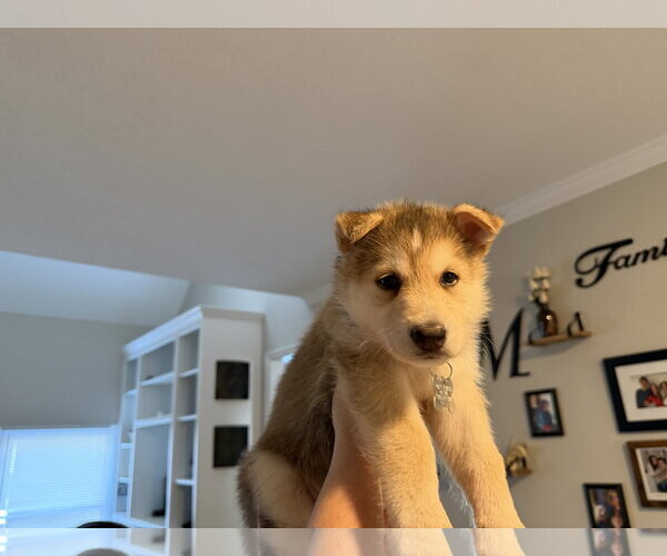 Medium Photo #2 Siberian Husky-pomeranian spitz Mix Puppy For Sale in Holly Springs, NC, USA