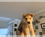 Small #1 Siberian Husky-pomeranian spitz Mix