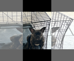 Small Photo #1 French Bulldog Puppy For Sale in MARICOPA, AZ, USA