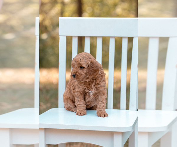 Medium Photo #6 Goldendoodle (Miniature) Puppy For Sale in ASH GROVE, MO, USA