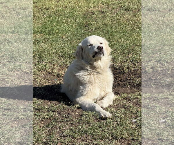 Medium Photo #4 Great Pyrenees Puppy For Sale in Houston, TX, USA