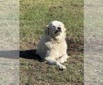 Small #3 Great Pyrenees
