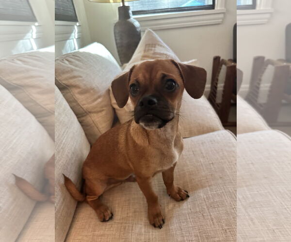 Medium Photo #3 Puggle Puppy For Sale in Phoenix, AZ, USA