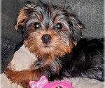 Puppy Truffles Yorkshire Terrier