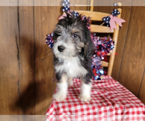 Medium Photo #6 Bernedoodle (Miniature) Puppy For Sale in BLACK FOREST, CO, USA
