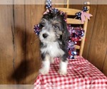 Small Photo #34 Bernedoodle (Miniature) Puppy For Sale in BLACK FOREST, CO, USA