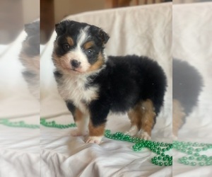 Australian Shepherd Puppy for sale in INDIANAPOLIS, IN, USA