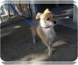 Lupa - Female Chihuahua-Unknown Mix Dog for Adoption - Photo #3