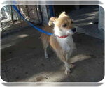 Small #2 Chihuahua Mix