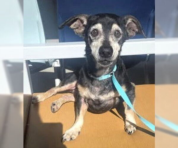 Medium Photo #4 Chiweenie Puppy For Sale in Boonton, NJ, USA