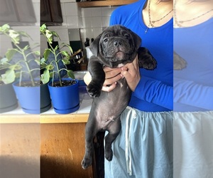 Medium American Bully-French Bulldog Mix