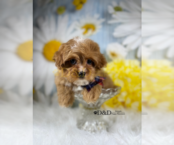 Medium Photo #3 Cavapoo Puppy For Sale in RIPLEY, MS, USA