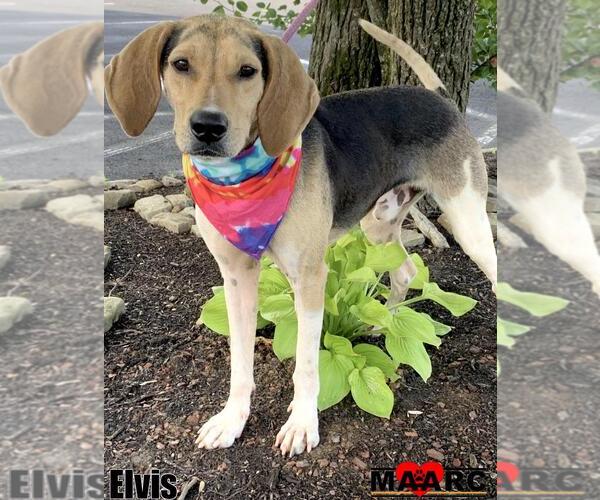 Medium Photo #2 Mutt Puppy For Sale in Maryville, TN, USA