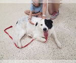 Small #19 Great Pyrenees Mix