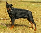 Small Photo #10 Doberman Pinscher Puppy For Sale in HIGH SPRINGS, FL, USA