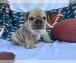 Small #1 English Bulldog
