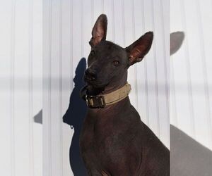 Father of the Xoloitzcuintli (Mexican Hairless) puppies born on 12/01/2025