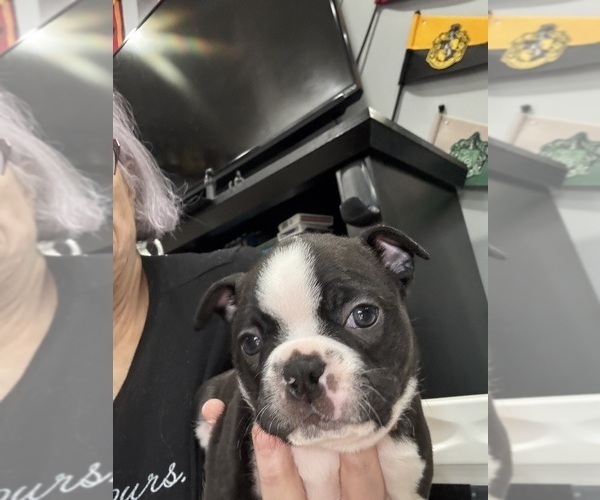 Medium Photo #3 Boston Terrier Puppy For Sale in CRYSTAL, MN, USA