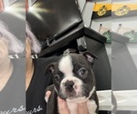 Small #2 Boston Terrier