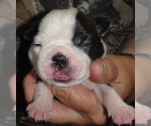 Boston Terrier Puppy for sale in CRKD RVR RNCH, OR, USA