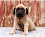 Puppy Hazel Mastiff