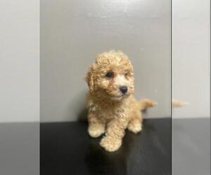 Poochon Puppy for sale in INDIANAPOLIS, IN, USA