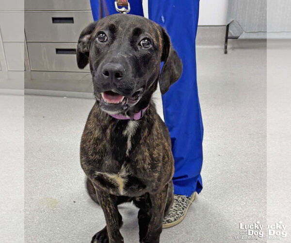 Medium Photo #1 Plott Hound-Unknown Mix Puppy For Sale in Washington, DC, USA