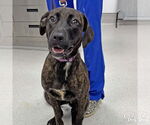 Small Plott Hound Mix
