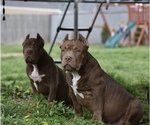 Small Photo #8 American Bully Puppy For Sale in BOLIVAR, MO, USA