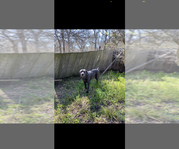 Medium Photo #1 Cane Corso Puppy For Sale in DALE, TX, USA