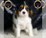 Puppy Peter AKC Cavalier King Charles Spaniel