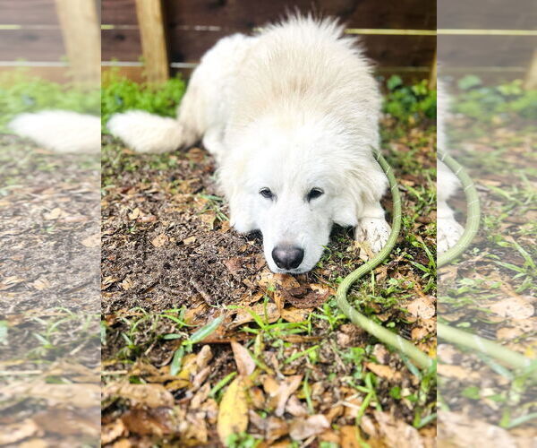 Medium Photo #3 Great Pyrenees Puppy For Sale in Spring, TX, USA