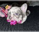 Small #3 French Bulldog