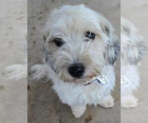 Lhasa Apso Dogs for adoption in San Antonio, TX, USA