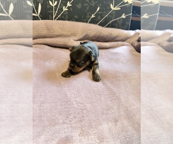 Medium Photo #15 Yorkshire Terrier Puppy For Sale in PETERSBURG, IN, USA