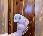 Small Photo #13 Bulldog Puppy For Sale in GREERS FERRY, AR, USA