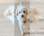 Small #3 Poodle (Toy)