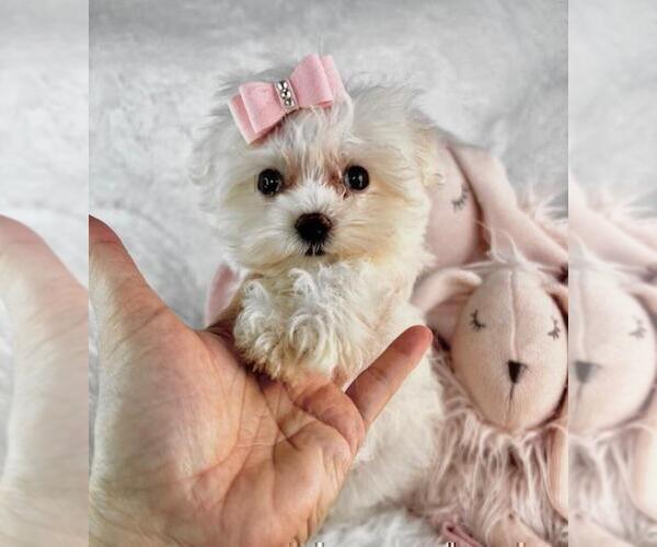 Medium Photo #5 Morkie Puppy For Sale in WEST PALM BEACH, FL, USA