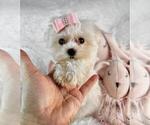 Small #4 Morkie